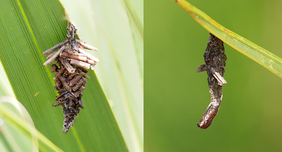 [Two photos spliced together. Both photos have one caterpillar hanging from a blade of plant greenery. On the left is a stack of short sticks which are wider at the top and narrow at the end tip. No real 'worm' section of the caterpiller is visilble. On the right the head of the caterpiller is furthest from the plant greenery and only about two thirds of the caterpillar is covered by sticks. The sticks are quite short.]